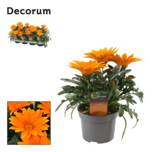 Gazania Giant Deep Orange Gazania Giant Deep Orange Decorum
(8 Plants/Order)(12cmP 25cmH)