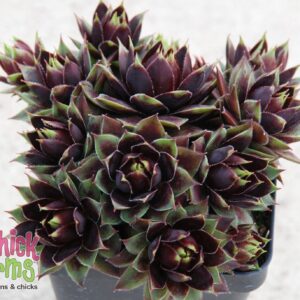 Sempervivum Chick Charms mixed Chick Charms "Cranberry Cocktail"
(8 Plants/Order)(12cmP 14cmH)