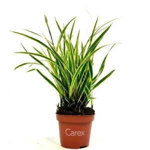 Carex morrowii Carex Goldband p10,5
(12 Plants/Order)(10.5cmP 20cmH)