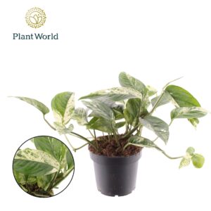 Epipremnum pinnatum Epipremnum Marble king
(10 Plants/Order)(12cmP 999cmH)
