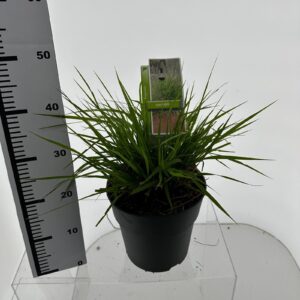 Eragrostis elliottii Eragrostis spectabilis
(1 Plants/Order)(23cmP 40cmH)