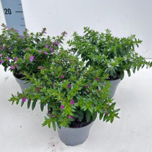 Cuphea hyssopifolia Cuphea hyssopifolia_Mix-CC_T10,5
(10 Plants/Order)(10.5cmP 21cmH)