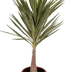 Yucca Jewel Yucca jewel P35 stam
(1 Plants/Order)(40cmP 170cmH)