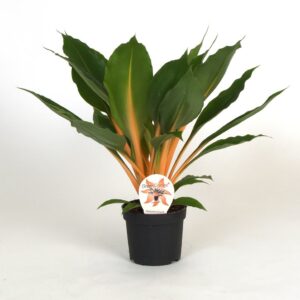 Chlorophytum Green Orange Chlorophytum Orchidastrum Green Orange
(9 Plants/Order)(12cmP 40cmH)