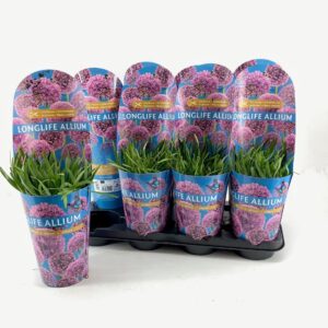 Allium Allium Longlife P14 C2
(8 Plants/Order)(14cmP 40cmH)