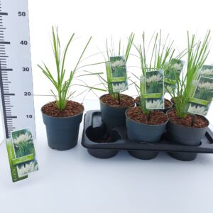 Cortaderia selloana Cortaderia selloana 'White Feather'
(1 Plants/Order)(17cmP 45cmH)