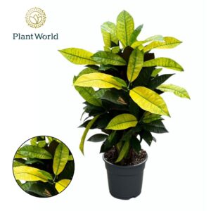 Codiaeum Mrs Iceton Croton Mrs. Iceton busch
(6 Plants/Order)(17cmP 60cmH)