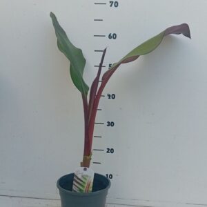 Ensete ventricosum Maurelii Ensete ventricosum Maurellii
(6 Plants/Order)(17cmP 35cmH)
