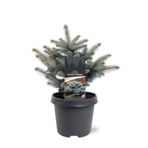 Picea pungens Glauca Globosa Picea pungens 'Glauca Globosa'
(1 Plants/Order)(23cmP 30cmH)