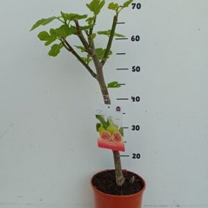 Ficus carica Ficus carica
(1 Plants/Order)(17cmP 60cmH)