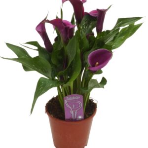 Zantedeschia other Zantedeschia purple
(7 Plants/Order)(14cmP 45cmH)