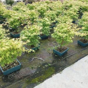 Acer palmatum Katsura Acer palmatum katsura, Pot 25cm.
(2 Plants/Order)(25cmP 50cmH)