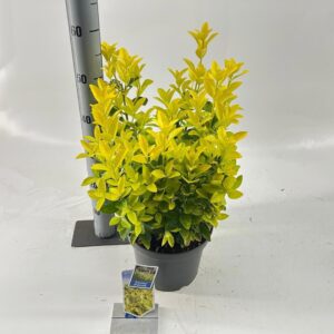 Euonymus japonicus Euonymus jap. El-Dorado ('BR2012'PBR)
(1 Plants/Order)(23cmP 40cmH)