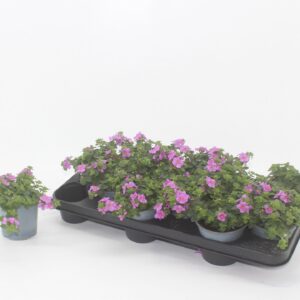 Sutera Sutera pink
(12 Plants/Order)(10.5cmP 15cmH)