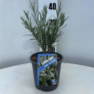 Gomphostigma virg. Silver Butterfly Gomphostigma virgatum 'Silver Butterfly'
(1 Plants/Order)(17cmP 35cmH)