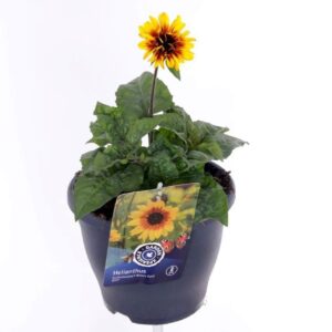 Helianthus annuus Sunbelievable Bro Helianthus Sunbelievable Bro
(1 Plants/Order)(23cmP 45cmH)