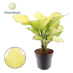 Dieffenbachia Dieffenbachia Tropic Marianne P21
(1 Plants/Order)(21cmP 60cmH)