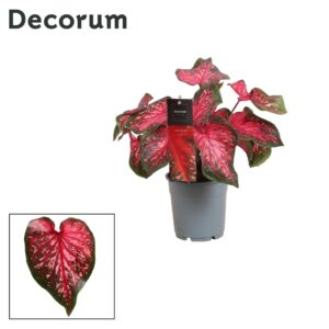 Caladium Scarlet Flame Caladium Scarlet Flame (Decorum)
(10 Plants/Order)(12cmP 25cmH)