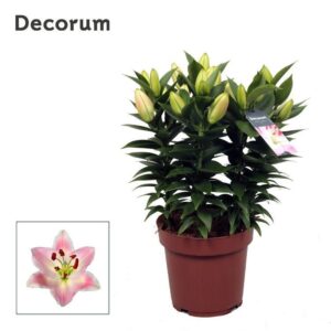 Lilium Souvenir Lilium OR Souvenir 19cm
(5 Plants/Order)(19cmP 45cmH)