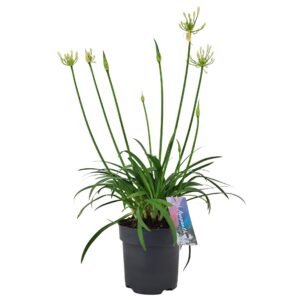 Agapanthus Pitchoune White Agapanthus 'Pitchoune White' p17 (PT)
(6 Plants/Order)(17cmP 60cmH)
