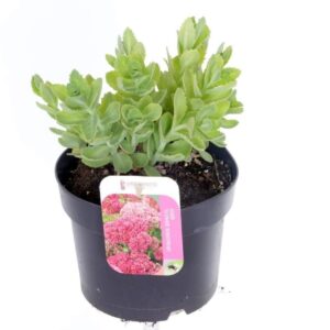 Sedum Herbstfreude Sedum Herbstfreude
(6 Plants/Order)(17cmP 30cmH)