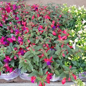 Fuchsia Bella Fuchsia Bellafuchsia /staand mix laag
(9 Plants/Order)(12cmP 20cmH)
