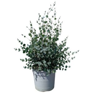 Eucalyptus gunnii Eucalyptus Gunnii
(1 Plants/Order)(24cmP 60cmH)