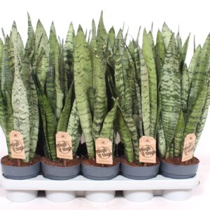 Sansevieria zeylanica Sansevieria zeylanica XL
(10 Plants/Order)(12cmP 50cmH)