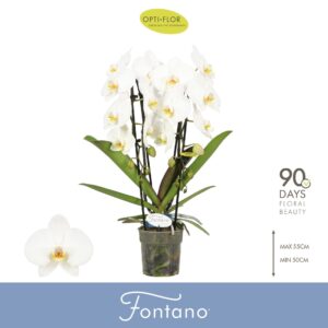 Phalaenopsis white more Ripsen Fontano Versailles 2 spike
(4 Plants/Order)(12cmP 60cmH)