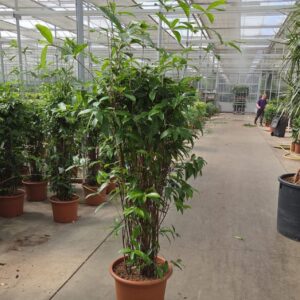 Dracaena surculosa Dracaena Surculosa
(1 Plants/Order)(45cmP 180cmH)