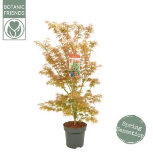 Acer palmatum Jerre Schwartz Acer palm. 'Jerre Schwartz' C14 struik
(1 Plants/Order)(30cmP 130cmH)