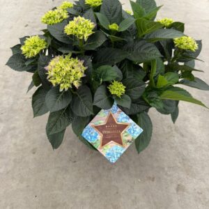Hydrangea macrophylla Hydrangea macr. blauw, 20+kn/bl
(1 Plants/Order)(30cmP 30cmH)