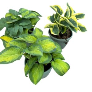 Hosta other Hosta in Types
(1 Plants/Order)(32cmP 35cmH)