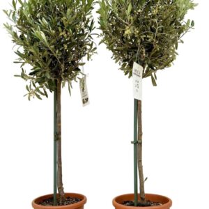 Olea europaea Olea europea P21 stam
(1 Plants/Order)(21cmP 105cmH)
