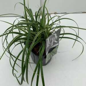 Siergrassen mix Carex 'Evercream'
(6 Plants/Order)(17cmP 30cmH)