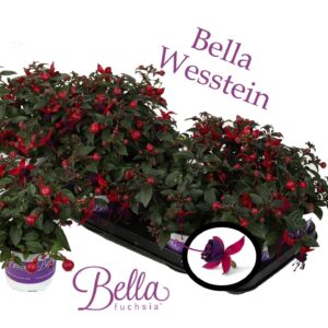 Fuchsia Bella Fuchsia Soila Bella Fuchsia 'Soila' ( Staand )
(12 Plants/Order)(10.5cmP 25cmH)