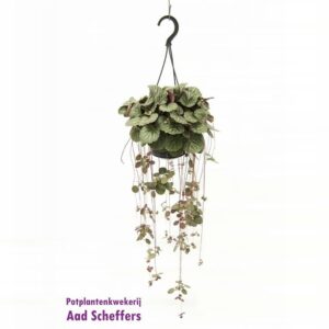 Saxifraga stolonifera Saxifraga stolonifera
(8 Plants/Order)(14cmP 38cmH)