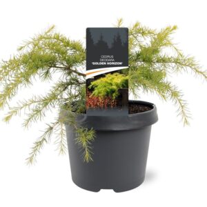 Cedrus deodara Golden Horizon Cedrus deodara 'Golden Horizon'
(1 Plants/Order)(19cmP 45cmH)