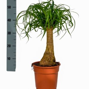 Nolina recurvata Beaucarnea 17 cm
(1 Plants/Order)(17cmP 50cmH)