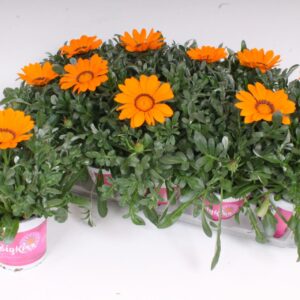 Gazania Kiss Orange Gazania Rigens P12 - BigKiss - Orange
(8 Plants/Order)(12cmP 27cmH)