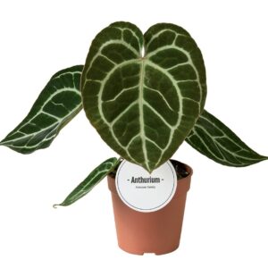 Anthurium Leaf Anthurium Crystallinum
(8 Plants/Order)(12cmP 30cmH)