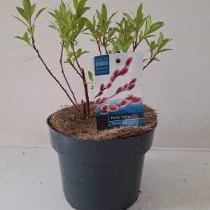 Salix gracilistyla Mt. Aso Salix Mount Aso bush p17
(1 Plants/Order)(17cmP 40cmH)