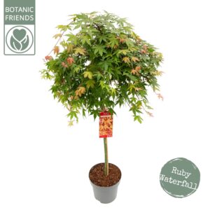 Acer palmatum Acer palm. 'Cascade Ruby' C14 halfstam
(1 Plants/Order)(30cmP 160cmH)
