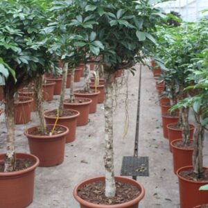 Schefflera Compacta Schefflera arboricola 'Compacta'
(1 Plants/Order)(45cmP 190cmH)