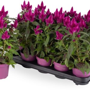 Celosia Deep Purple Celosia Deep Purple met sticker
(10 Plants/Order)(12cmP 35cmH)