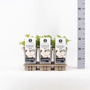 Rosa Rosa (M), Sternenhimmel ®, C3
(6 Plants/Order)(17cmP 35cmH)