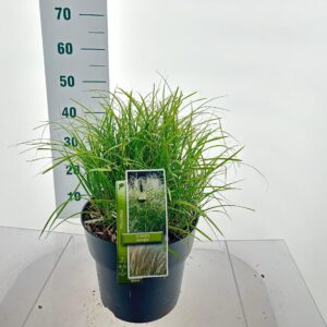 Miscanthus Adagio Miscanthus sin. 'Adagio'
(1 Plants/Order)(29cmP 45cmH)