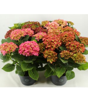 Hydrangea Hydrangea mix SPECIALS 23 cm (min. 3 soorten)
(1 Plants/Order)(23cmP 50cmH)