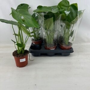 Monstera deliciosa Monstera12cm
(10 Plants/Order)(12cmP 35cmH)