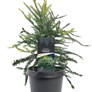 Sequoia sempervirens Adpr Sequoia sempervirens 'Adpressa'
(1 Plants/Order)(19cmP 35cmH)